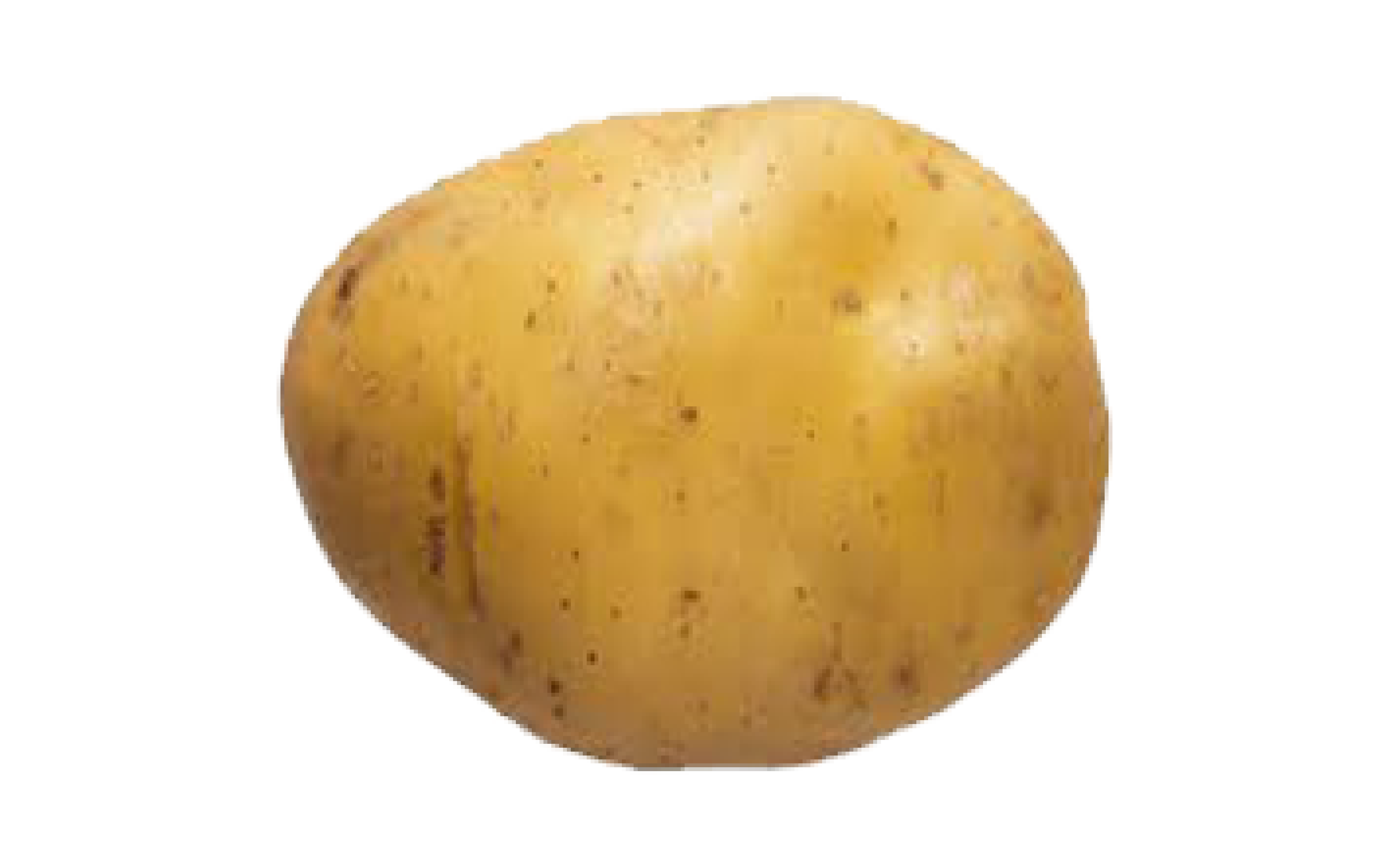 Potato